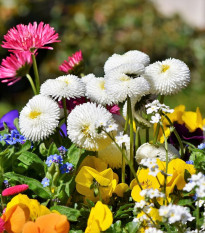 Sedmikráska bílá chudobka Tasso - Bellis perennis - osivo sedmikrásky - 50 ks