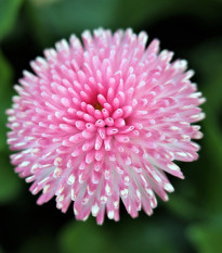 Sedmikráska růžová chudobka Tasso - Bellis perennis - osivo sedmikrásky - 50 ks