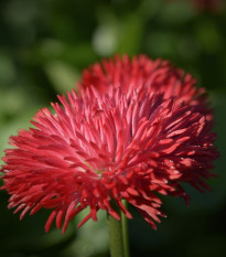 Sedmikráska červená chudobka Tasso - Bellis perennis - osivo sedmikrásky - 50 ks