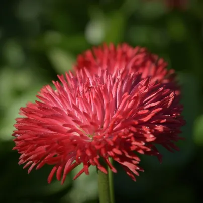 Sedmikráska červená chudobka Tasso - Bellis perennis - osivo sedmikrásky - 50 ks
