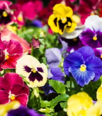 Maceška Hiemalis - Viola wittrockiana - osivo macešky - 200 ks