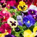 Maceška Hiemalis - Viola wittrockiana - osivo macešky - 200 ks