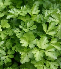 Petržel Amsterdam - Petroselinum crispum - osivo petržele - 800 ks