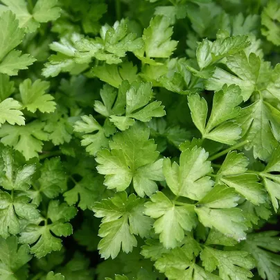 Petržel Amsterdam - Petroselinum crispum - osivo petržele - 800 ks