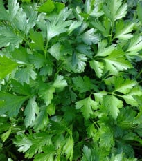 Petržel Laica - Petroselinum crispum - osivo petržele - 1 g
