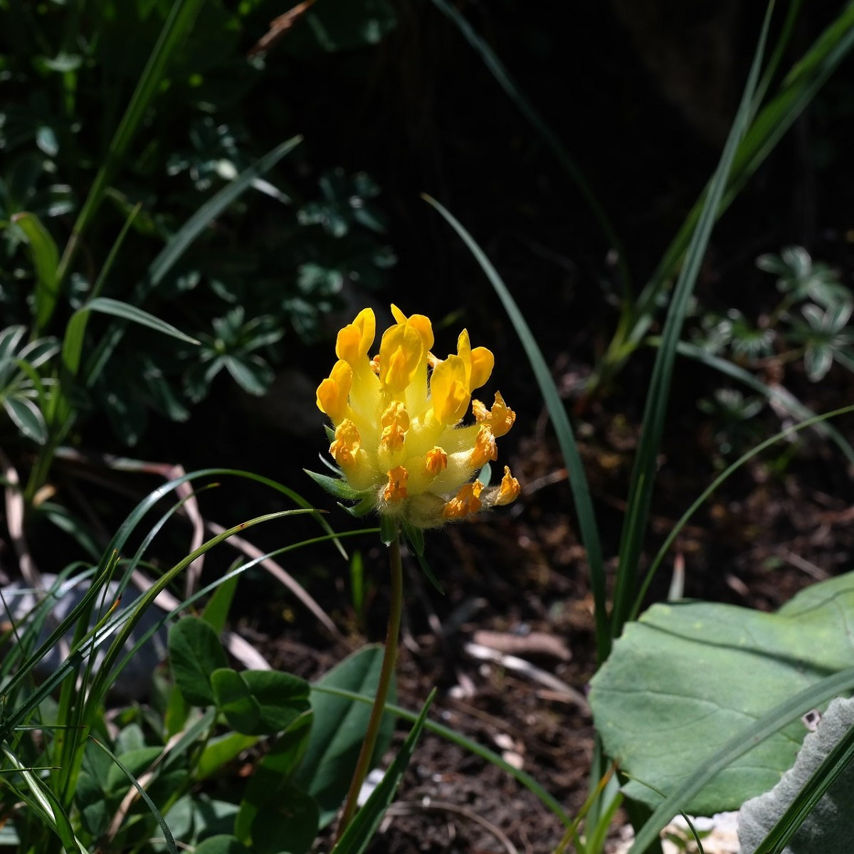 Úročník bolhoj - Anthyllis vulneraria - osivo úročníku - 30 ks