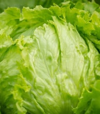 BIO Salát ledový Saladin - Lactuca sativa - bio osivo salátu - 100 ks