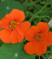 Nasturtium Modrý Pepe - Tropaeolum majus - osivo lichořeřišnice - 15 ks