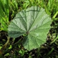 Sléz přeslenitý - Malva verticillata - osivo slézu - 150 ks