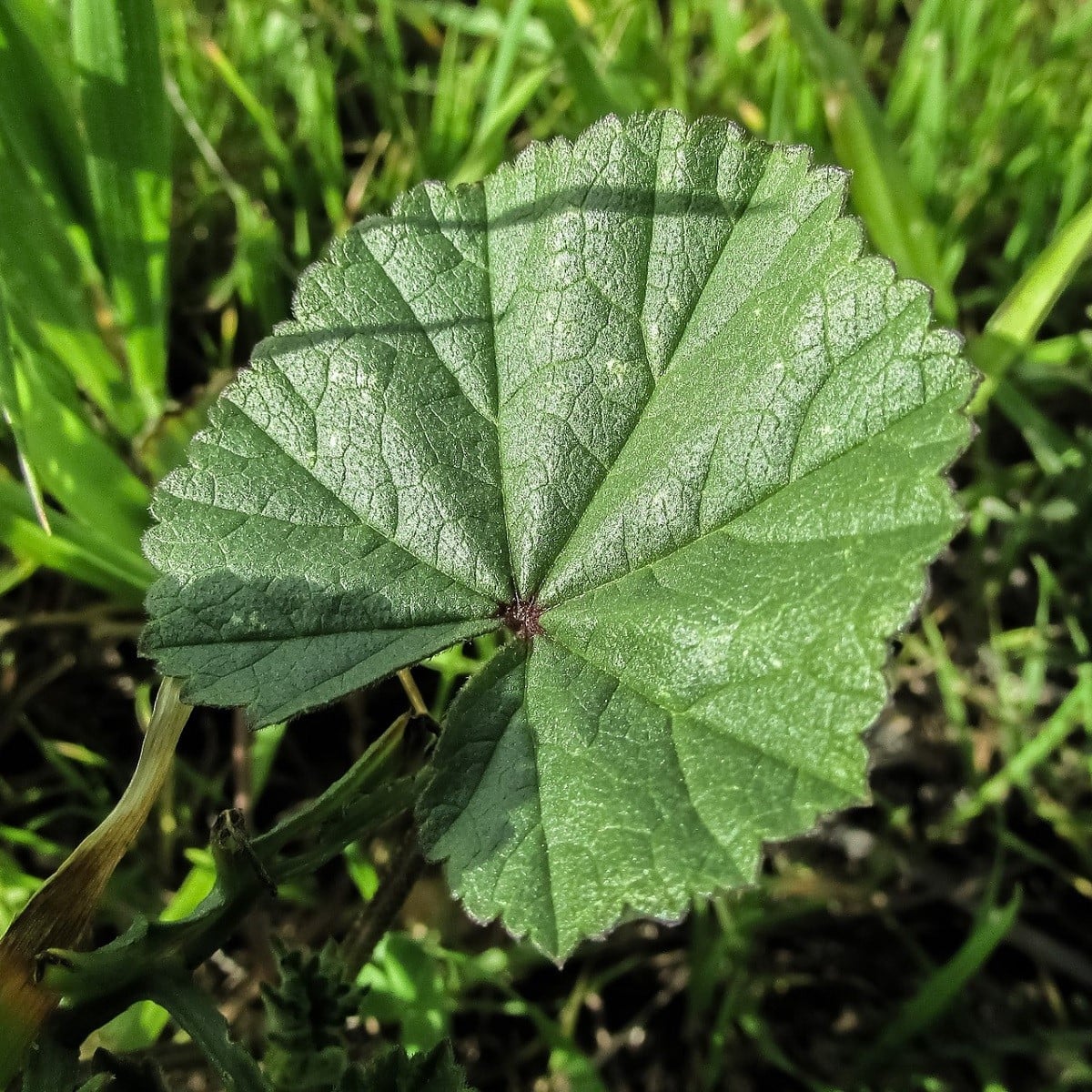 Sléz přeslenitý - Malva verticillata - osivo slézu - 150 ks