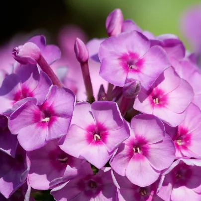 Plaménka fialová - Phlox - prostokořenná sazenice plaménky - 1 ks