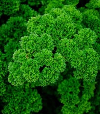 Petržel Mooskrause - Petroselinum crispum - osivo petržele - 500 ks