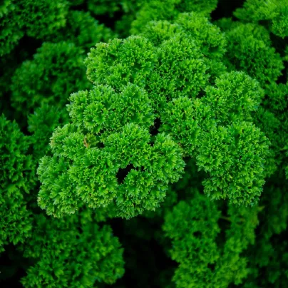 Petržel Mooskrause - Petroselinum crispum - osivo petržele - 500 ks