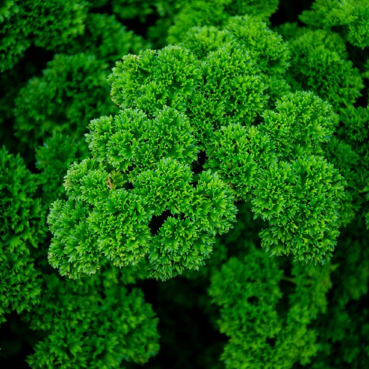 Petržel Mooskrause - Petroselinum crispum - osivo petržele - 500 ks