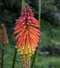 Kleopatřina jehla - Kniphofia tysonii - osivo kniphofie - 4 ks