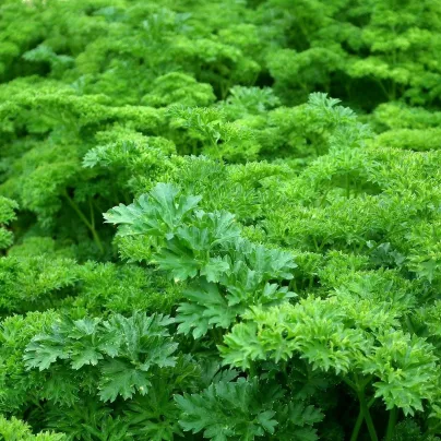 Petržel zahradní naťová kudrnka - Petroselinum crispum convar. vulgare - osivo petržele - 700 ks