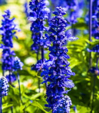 Šalvěj Victoria Blue - Salvia farinacea - osivo šalvěje - 20 ks