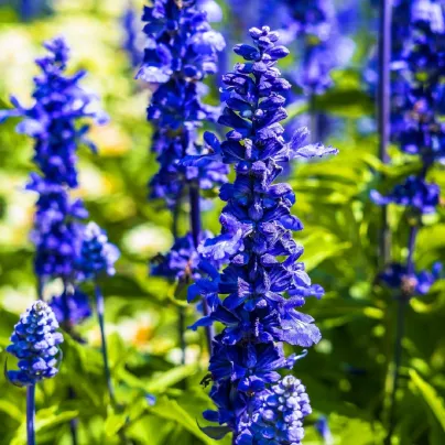 Šalvěj Victoria Blue - Salvia farinacea - osivo šalvěje - 20 ks