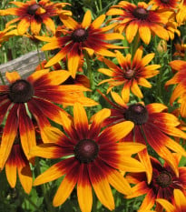 Třapatka srstnatá Capuccino - Rudbekia hirta - osivo třapatky - 50 ks