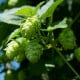 Chmel otáčivý - Humulus lupulus - osivo chmelu - 20 ks