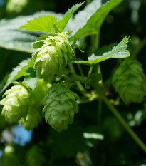 Chmel otáčivý - Humulus lupulus - osivo chmelu - 20 ks