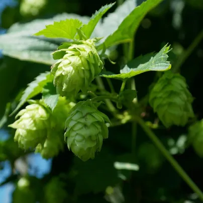 Chmel otáčivý - Humulus lupulus - osivo chmelu - 20 ks