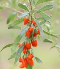 Kustovnice čínská - Goji - Lycium chinense - osivo kustovnice - 5 ks