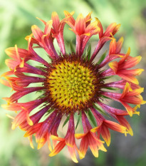 Kokarda jednoduchá Lorenziana směs - Gaillardia pulchella - osivo kokardy - 0,3 g