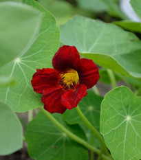 Lichořeřišnice červenočerná Black Velvet - Tropaeolum minus - osivo lichořeřišnice - 15 ks