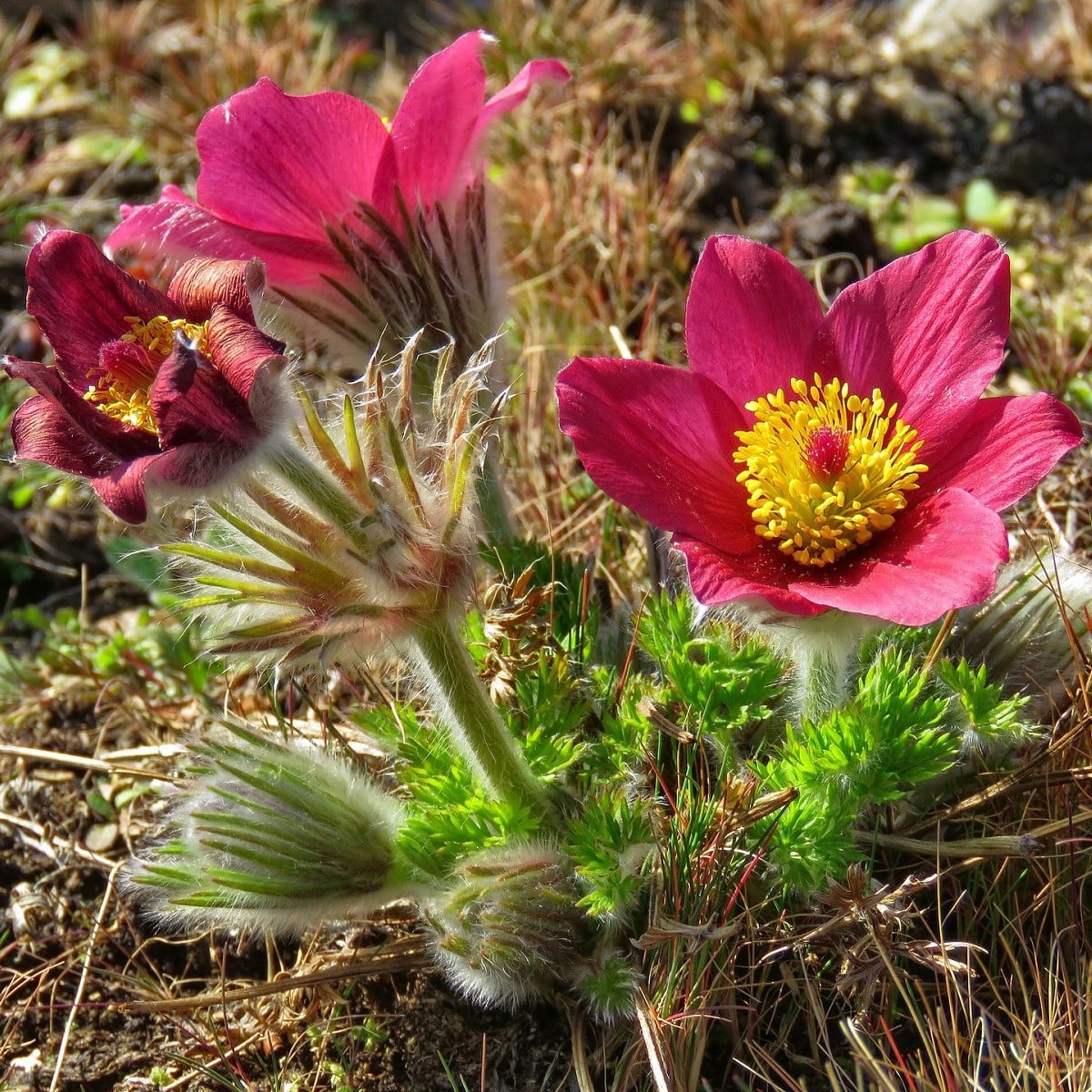 Koniklec obecný Rote Glock - Pulsatilla vulgaris - osivo koniklece - 10 ks
