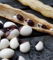 Fazole keříčková Dalmatin - Phaseolus vulgaris - osivo fazole - 15 ks