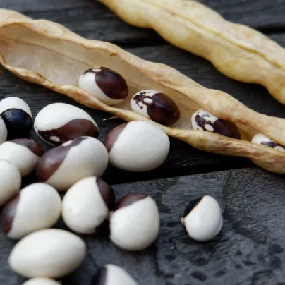Fazole keříčková Dalmatin - Phaseolus vulgaris - osivo fazole - 15 ks