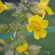 Kejklířka žlutá - Mimulus luteus - osivo kejklířky - 200 ks