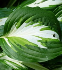 Funkie - Hosta Mediovariegata - hlízy hosty - 1 ks