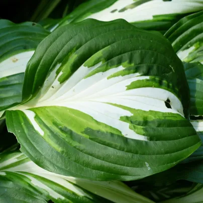 Funkie - Hosta Mediovariegata - hlízy hosty - 1 ks
