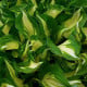 Funkie - Hosta Mediovariegata - hlízy hosty - 1 ks