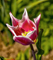 Tulipán Claudia - Tulipa - cibule tulipánů - 3 ks