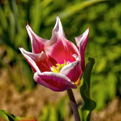 Tulipán Claudia - Tulipa - cibule tulipánů - 3 ks