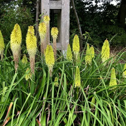 Mnohokvět bílý - Kleopatřina jehla - Kniphofia - prostokořenná sazenice mnohokvětu - 1 ks
