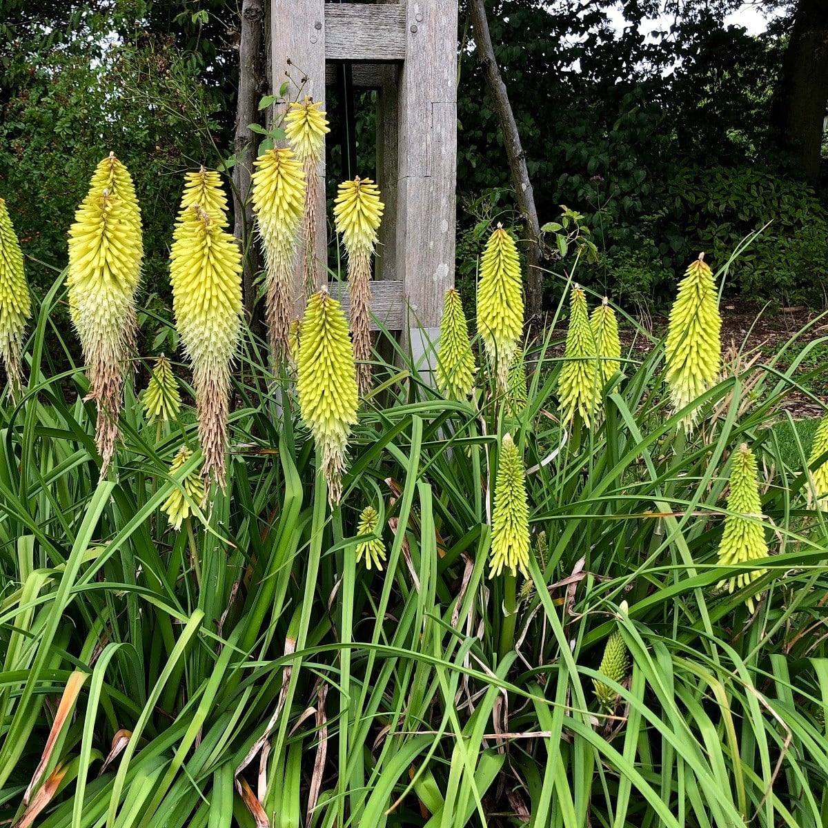 Mnohokvět bílý - Kleopatřina jehla - Kniphofia - prostokořenná sazenice mnohokvětu - 1 ks