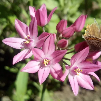 Česnek vysokohorský - Allium oreophillum - cibule česneků - 3 ks