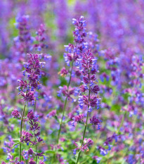Šanta kočičí modrá - Nepeta faasseni - osivo šanty - 15 ks