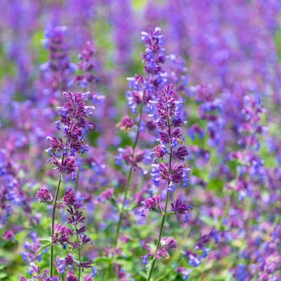 Šanta kočičí modrá - Nepeta faasseni - osivo šanty - 15 ks
