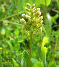 Kozinec sladkolistý - Astragalus glycyphyllos - osivo kozince - 20 ks