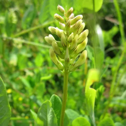 Kozinec sladkolistý - Astragalus glycyphyllos - osivo kozince - 20 ks