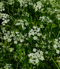 Kerblík setý - Anthriscus cerefolium - osivo kerblíku - 250 ks