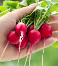Ředkvička červená Sora - Raphanus sativus - osivo ředkvičky - 100 ks
