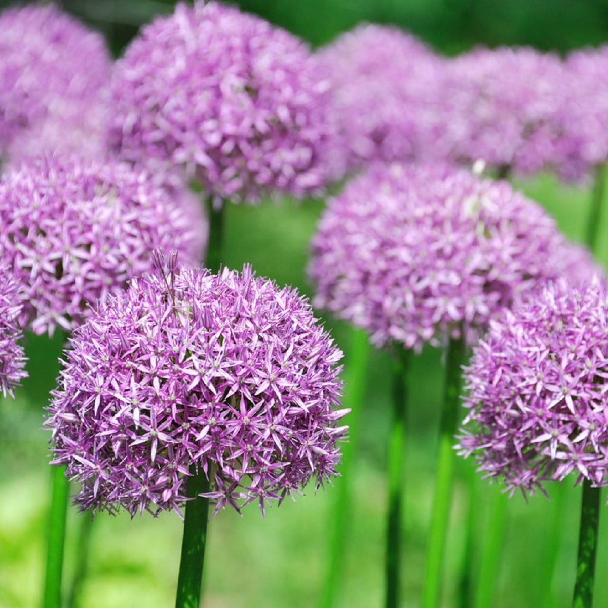Česnek okrasný - Allium purple sensation - cibule česneků - 3 ks