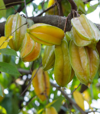 Karambola - Čínská hvězdice - Averrhoa carambola - osivo karamboly - 5 ks