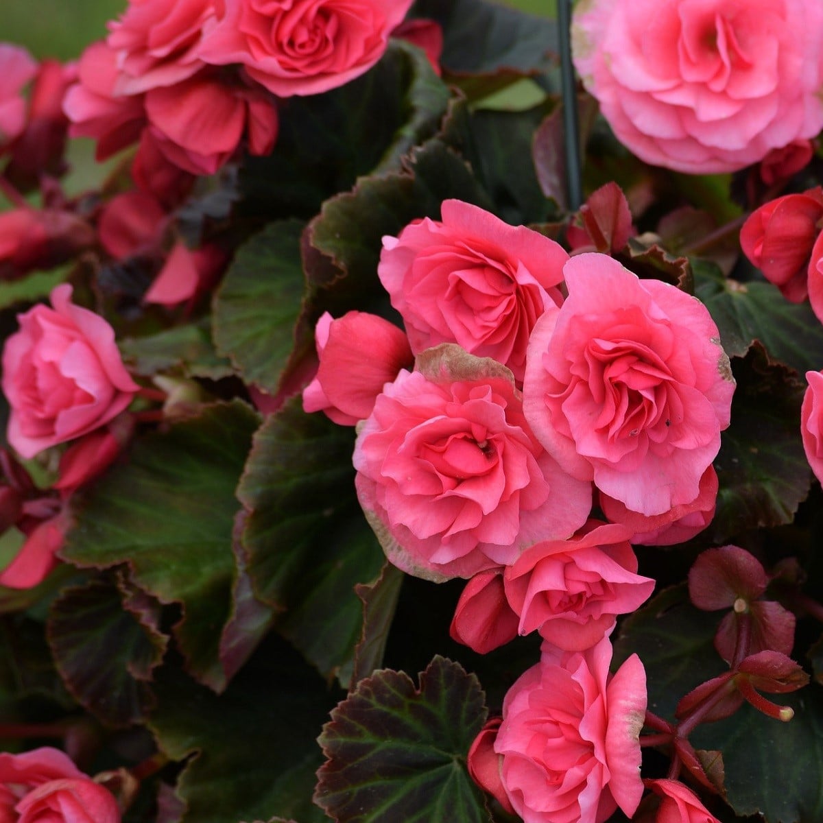 Begonie plnokvětá růžová - Begonia superba - hlízy begónie - 2 ks